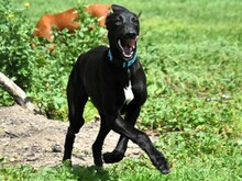 ABRIL2, Hund, Galgo Español in Weilmünster - Bild 3