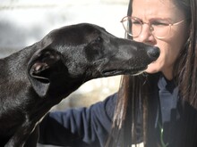 ABRIL2, Hund, Galgo Español in Weilmünster - Bild 4