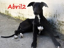 ABRIL2, Hund, Galgo Español in Weilmünster - Bild 5
