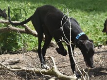 ABRIL2, Hund, Galgo Español in Weilmünster - Bild 6