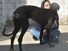 ABRIL2, Hund, Galgo Español in Weilmünster - Bild 7