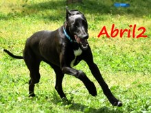 ABRIL2, Hund, Galgo Español in Weilmünster - Bild 8