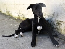 ABRIL2, Hund, Galgo Español in Weilmünster - Bild 9