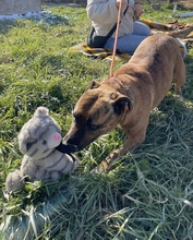 ERSZI, Hund, Mischlingshund in Ungarn