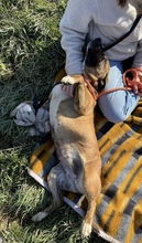 ERSZI, Hund, Mischlingshund in Ungarn - Bild 2