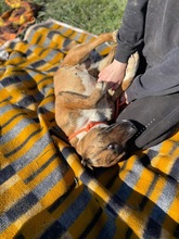 ERSZI, Hund, Mischlingshund in Ungarn - Bild 3