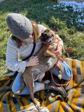 ERSZI, Hund, Mischlingshund in Ungarn - Bild 4