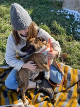 ERSZI, Hund, Mischlingshund in Ungarn - Bild 5