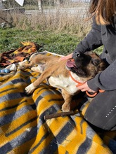 ERSZI, Hund, Mischlingshund in Ungarn - Bild 6