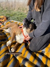 ERSZI, Hund, Mischlingshund in Ungarn - Bild 7