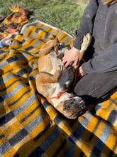 ERSZI, Hund, Mischlingshund in Ungarn - Bild 8
