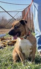 ERSZI, Hund, Mischlingshund in Ungarn - Bild 9