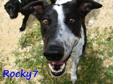 ROCKY7, Hund, Galgo Español in Spanien