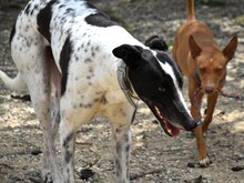 ROCKY7, Hund, Galgo Español in Spanien - Bild 10