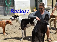 ROCKY7, Hund, Galgo Español in Spanien - Bild 11