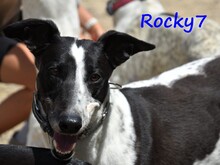 ROCKY7, Hund, Galgo Español in Spanien - Bild 12