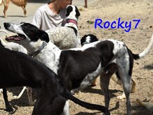ROCKY7, Hund, Galgo Español in Spanien - Bild 13