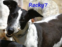 ROCKY7, Hund, Galgo Español in Spanien - Bild 2