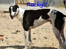 ROCKY7, Hund, Galgo Español in Spanien - Bild 3