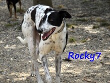 ROCKY7, Hund, Galgo Español in Spanien - Bild 4