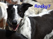 ROCKY7, Hund, Galgo Español in Spanien - Bild 5
