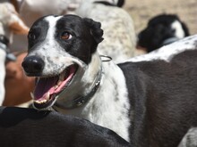 ROCKY7, Hund, Galgo Español in Spanien - Bild 6