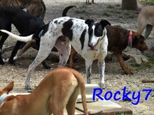 ROCKY7, Hund, Galgo Español in Spanien - Bild 7