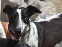 ROCKY7, Hund, Galgo Español in Spanien - Bild 8
