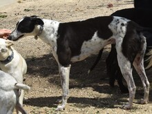 ROCKY7, Hund, Galgo Español in Spanien - Bild 9