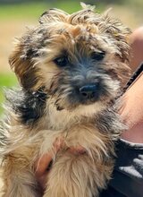 TAMMY, Hund, Mischlingshund in Griechenland - Bild 1