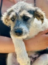 JOSLIN, Hund, Mischlingshund in Griechenland - Bild 1