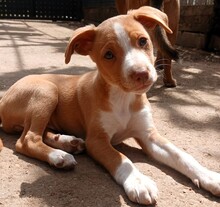 MIERCOLES, Hund, Podenco in Spanien