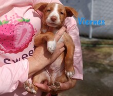 VIERNES, Hund, Podenco in Spanien