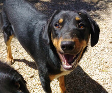 PEPE, Hund, Mischlingshund in Griechenland - Bild 1
