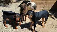 PEPE, Hund, Mischlingshund in Griechenland - Bild 2