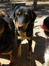 PEPE, Hund, Mischlingshund in Griechenland - Bild 4