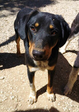 PEPE, Hund, Mischlingshund in Griechenland - Bild 5