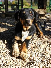 PEPE, Hund, Mischlingshund in Griechenland - Bild 6