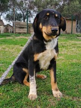 PEPE, Hund, Mischlingshund in Griechenland - Bild 7