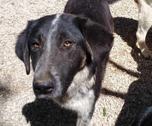 MILLIE, Hund, Mischlingshund in Griechenland - Bild 1