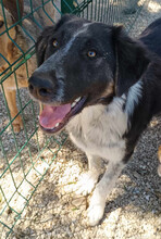 MILLIE, Hund, Mischlingshund in Griechenland - Bild 2
