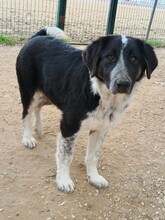 MILLIE, Hund, Mischlingshund in Griechenland - Bild 5