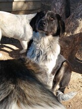 MILLIE, Hund, Mischlingshund in Griechenland - Bild 6