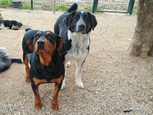MILLIE, Hund, Mischlingshund in Griechenland - Bild 7