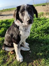 MILLIE, Hund, Mischlingshund in Griechenland - Bild 8
