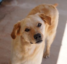 ELLA, Hund, Mischlingshund in Italien - Bild 1