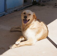 ELLA, Hund, Mischlingshund in Italien - Bild 10