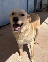 ELLA, Hund, Mischlingshund in Italien - Bild 11
