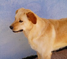 ELLA, Hund, Mischlingshund in Italien - Bild 12