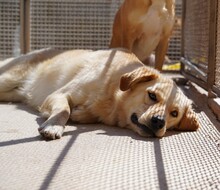 ELLA, Hund, Mischlingshund in Italien - Bild 15